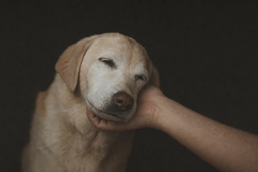 An older dog resting its head in its owner's hand