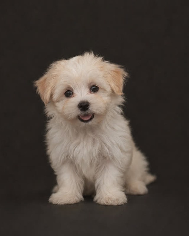 A maltese cross puppy at its first grooming visit