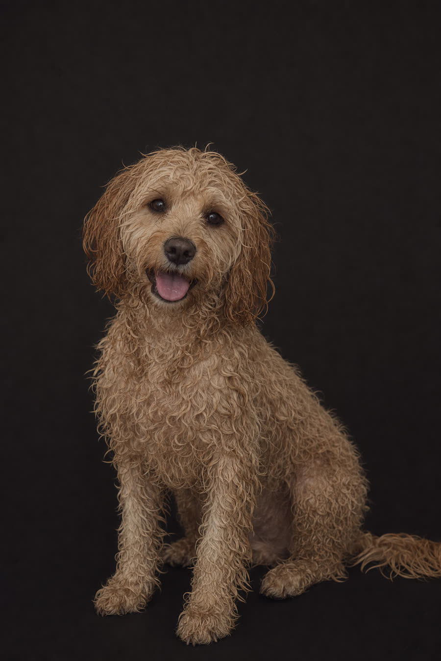 A freshly washed cavoodle, coat still damp after its Signature Groom