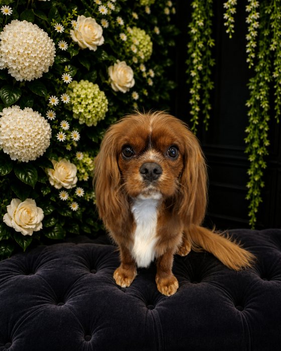 A ruby cavalier king charles spaniel groomed at K9Stylez