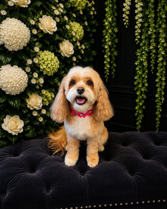 An apricot cavoodle groomed at K9Stylez
