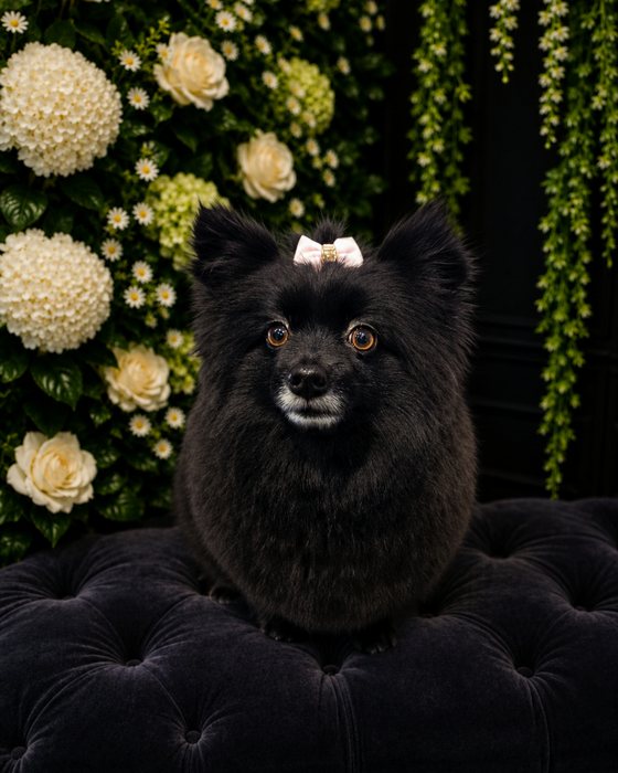 A black pomeranian groomed at K9Stylez