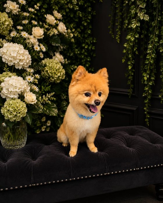 An orange pomeranian groomed at K9Stylez