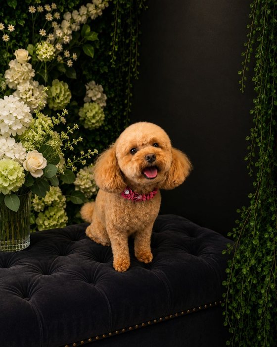 An apricot toy poodle groomed at K9Stylez