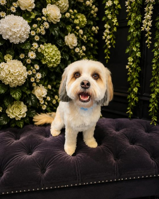 A cream shih tzu groomed at K9Stylez