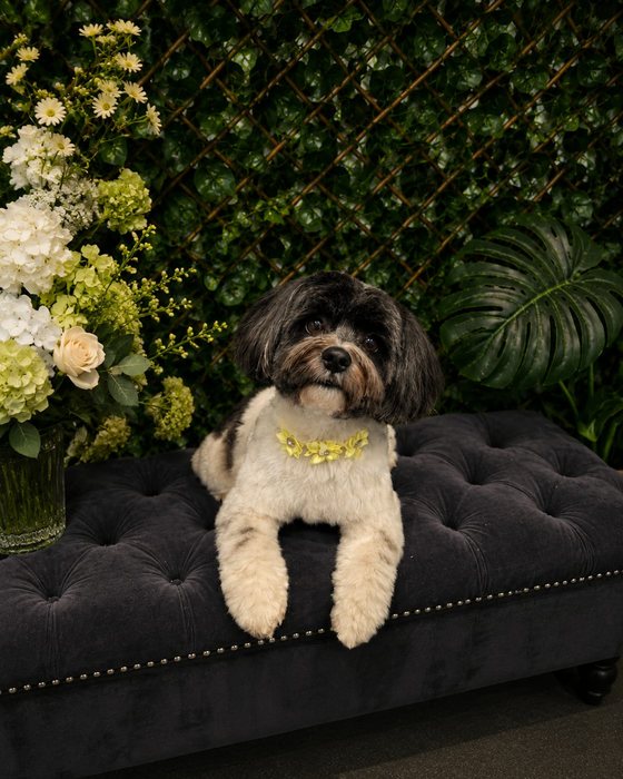 A dark shih tzu groomed at K9Stylez