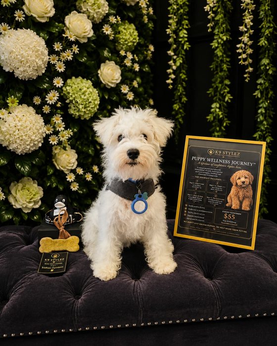 A young white terrier at the start of its wellness journey