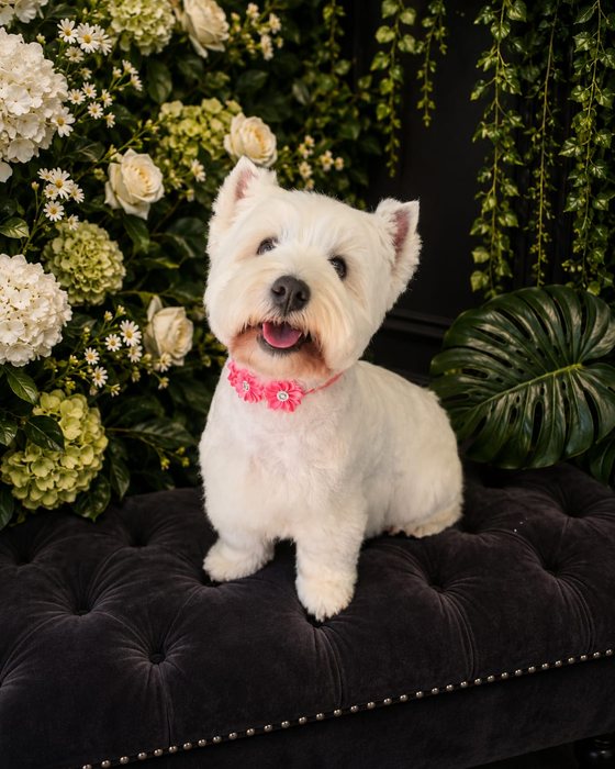 A white west highland terrier groomed at K9Stylez
